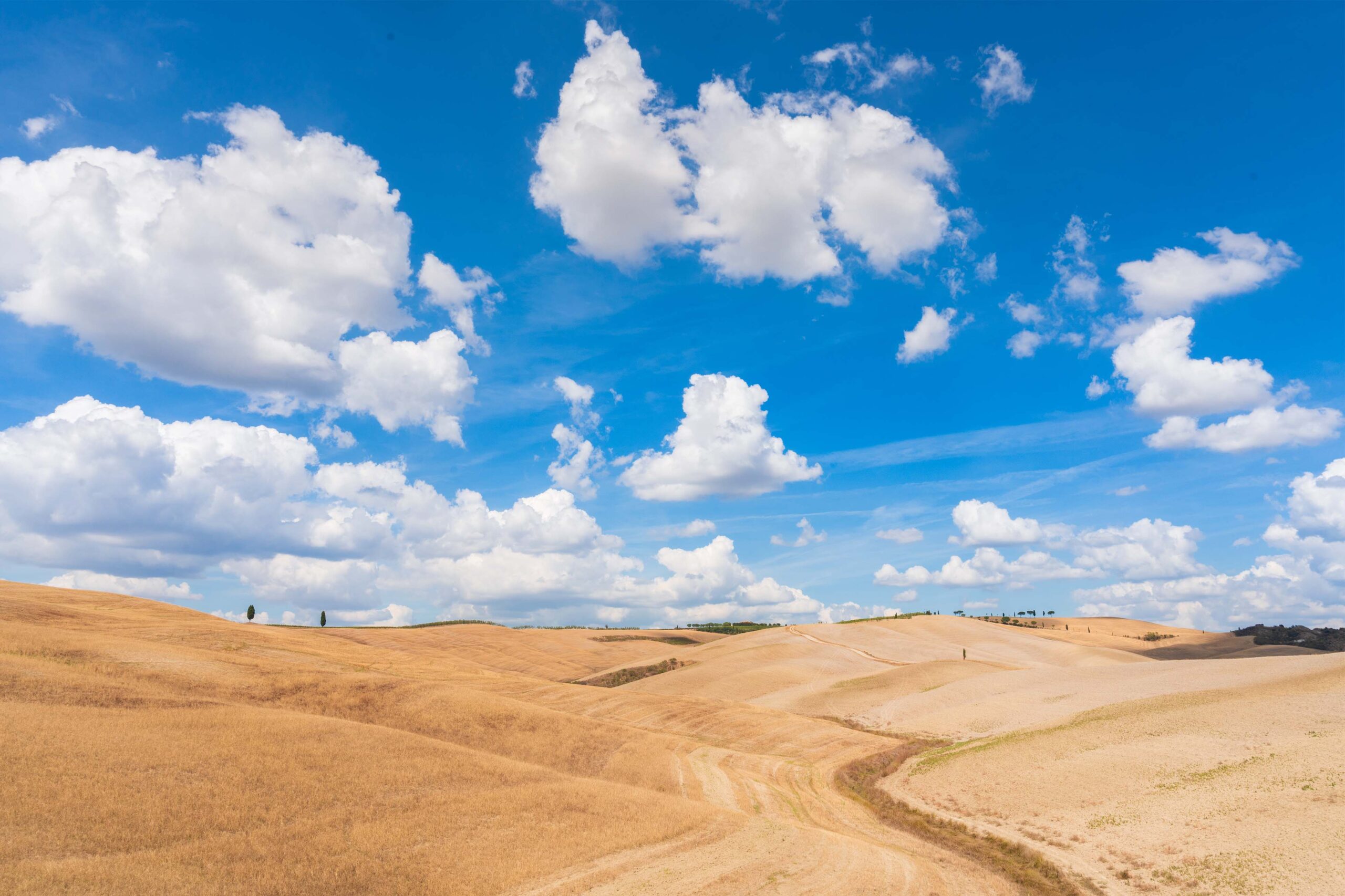 landscape wheath field