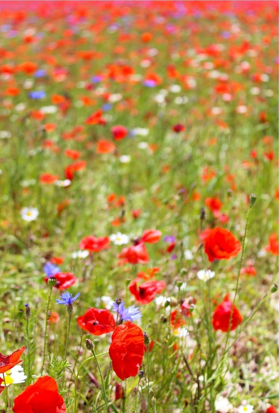 fiorita Castelluccio di Norcia in Umbria sul pian grande delle lenticchie