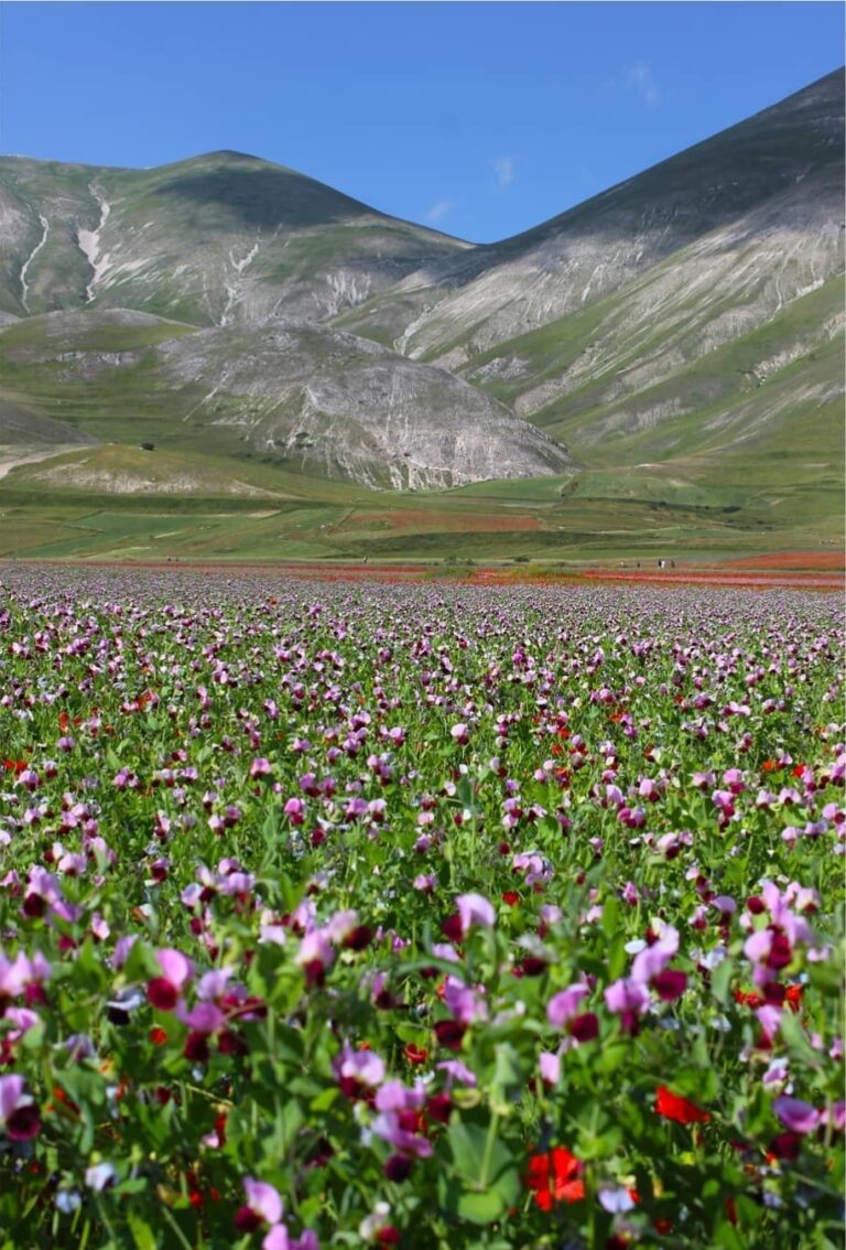 fiorita Castelluccio di Norcia in Umbria sul pian grande