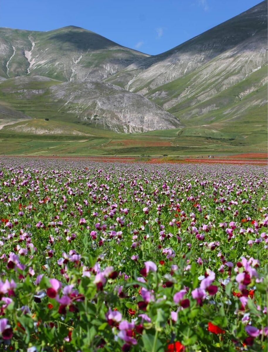 fiorita Castelluccio di Norcia in Umbria sul pian grande