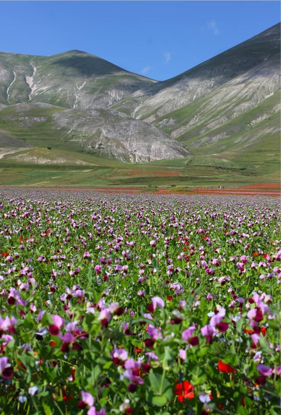 fiorita Castelluccio di Norcia in Umbria sul pian grande