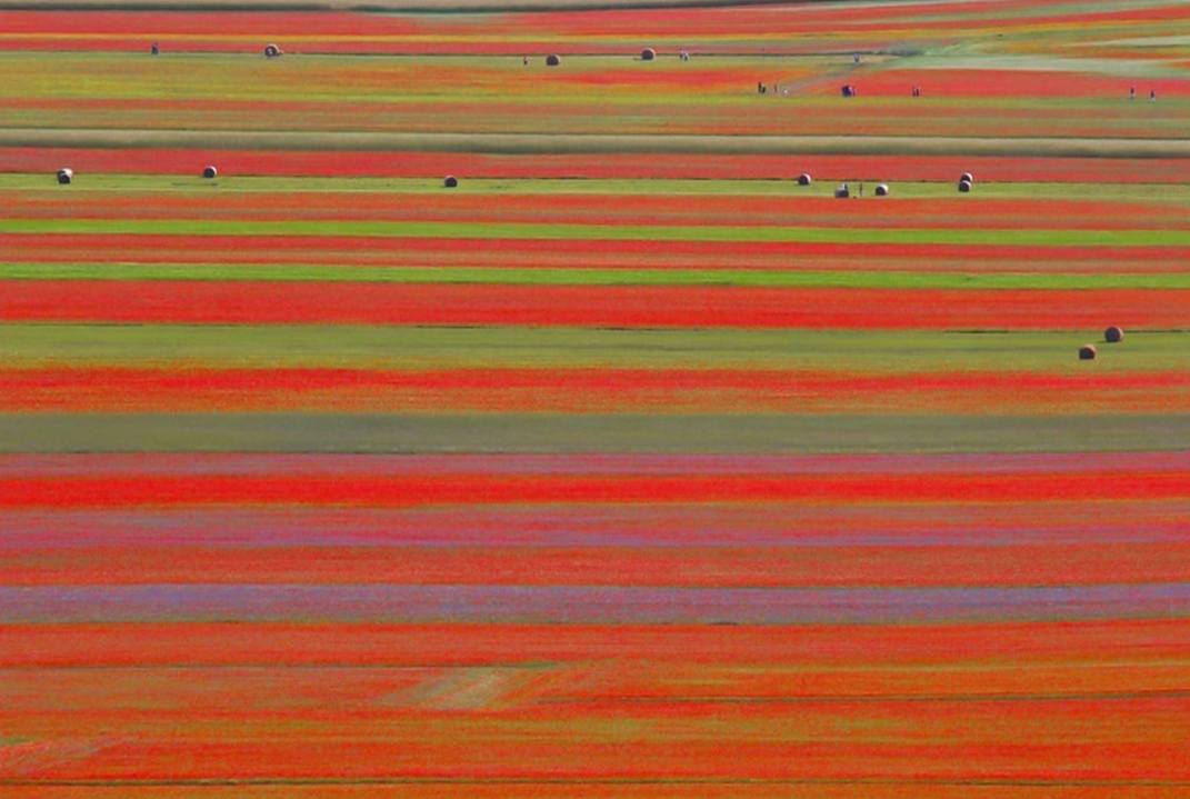 fiorita Castelluccio di Norcia sul pian grande